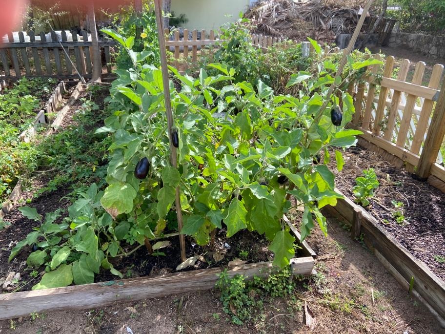 Backyard Gardening In The Bahamas Healthy Caribbean Coalition