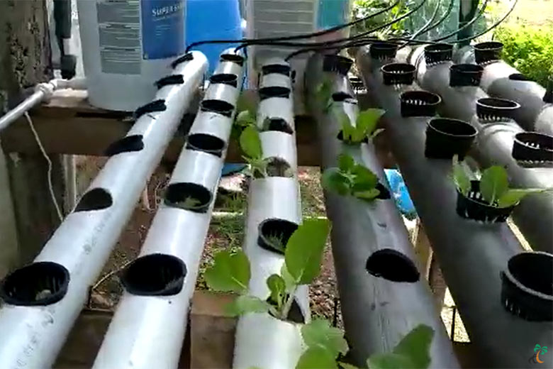 Using Aquaponics and Rainwater Harvesting to Support Healthy Eating