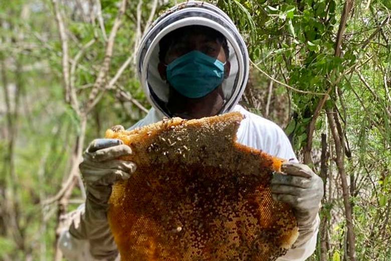 All About Apiculture - How this Barbadian youth turned busy backyard visitors into a sweet side hustle